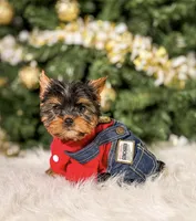Cartier, a male Yorkshire Terrier for sale in Chicago, IL – Photo 1 of 2