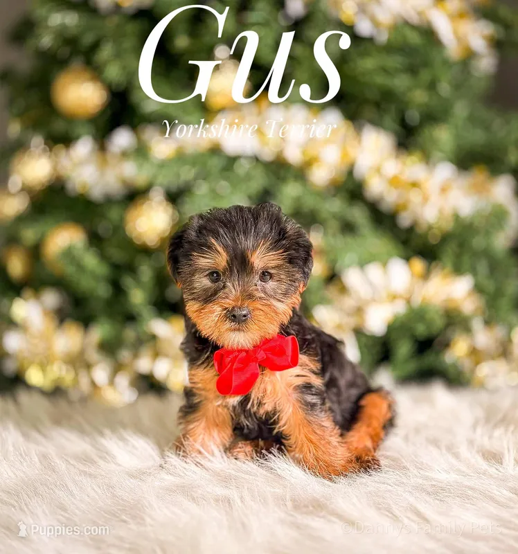 Gus – Yorkshire Terrier puppy for sale in Chicago, IL