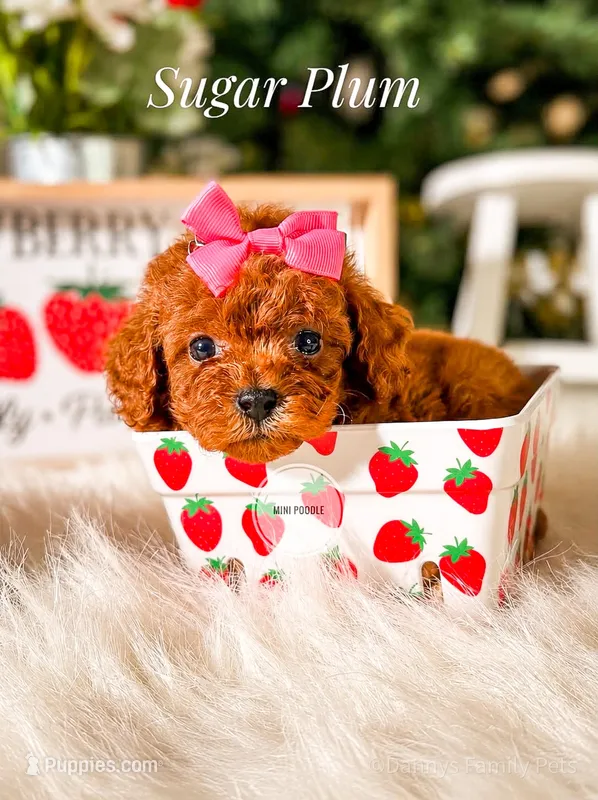Sugar Plum – Poodle - Miniature  puppy for sale in Chicago, IL