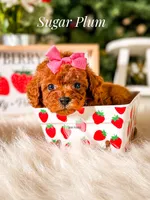Sugar Plum, a female Poodle - Miniature  for sale in Chicago, IL – 1 of 2