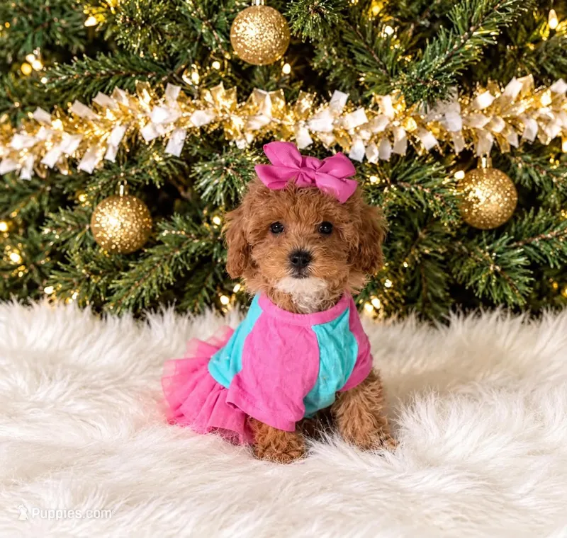 Chanel – Maltipoo puppy for sale in Chicago, IL