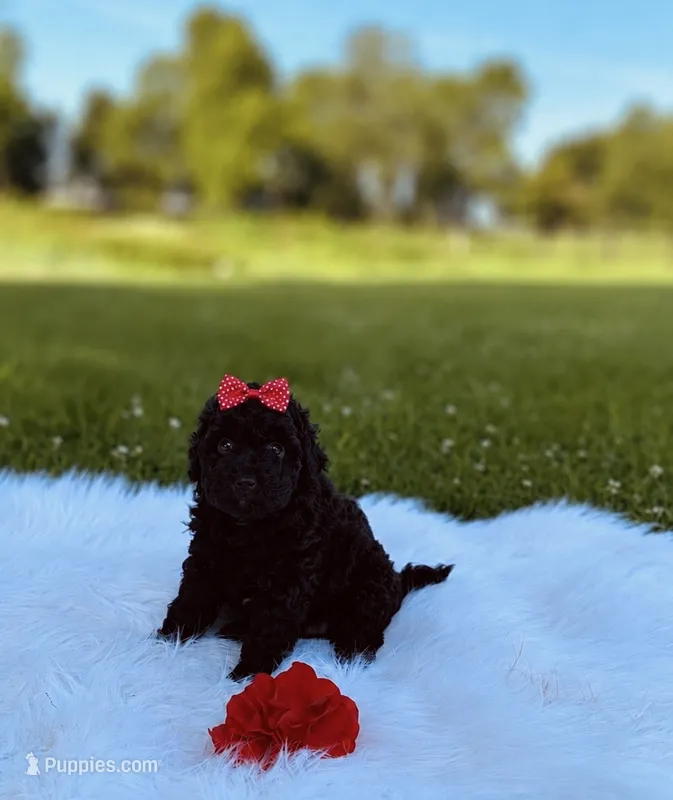 Foxy  – Yorkipoo puppy for sale in Chicago, IL