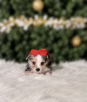 Piper, a female Chorkie for sale in Chicago, IL – 1 of 1