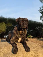 Tzurit [ZOO-REET] (Hebrew for Rock), a female Bullmastiff for sale in Spokane, WA – 7 of 10