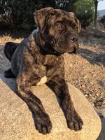 Tzurit [ZOO-REET] (Hebrew for Rock), a female Bullmastiff for sale in Spokane, WA – 8 of 10