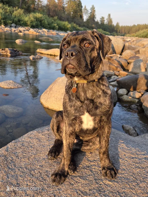 Tzurit [ZOO-REET] (Hebrew for Rock) – Bullmastiff puppy for sale in Spokane, WA