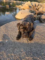 Tzurit [ZOO-REET] (Hebrew for Rock), a female Bullmastiff for sale in Spokane, WA – 3 of 10