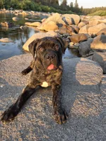 Tzurit [ZOO-REET] (Hebrew for Rock), a female Bullmastiff for sale in Spokane, WA – 5 of 10