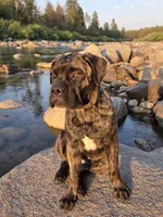 Tzurit [ZOO-REET] (Hebrew for Rock), a female Bullmastiff for sale in Spokane, WA – 6 of 10