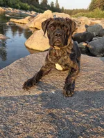 Tzurit [ZOO-REET] (Hebrew for Rock), a female Bullmastiff for sale in Spokane, WA – 4 of 10