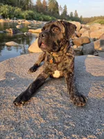 Tzurit [ZOO-REET] (Hebrew for Rock), a female Bullmastiff for sale in Spokane, WA – 2 of 10