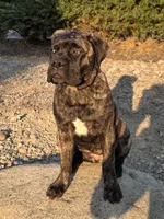 Tzurit [ZOO-REET] (Hebrew for Rock), a female Bullmastiff for sale in Spokane, WA – 9 of 10