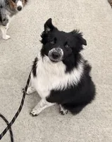 Kix, a female Australian Shepherd and Border Collie for sale in Yorkville, IL – 2 of 2