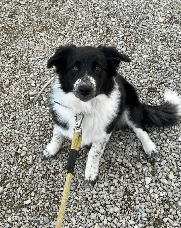 Kix – Australian Shepherd, Border Collie puppy for sale in Yorkville, IL