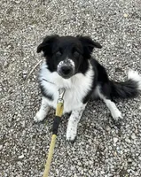 Kix, a female Australian Shepherd and Border Collie for sale in Yorkville, IL – 1 of 2