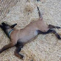 Tank "#1 male", a male Belgian Malinois for sale in Mayer, AZ – Photo 3 of 3