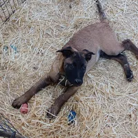 Tank "#1 male", a male Belgian Malinois for sale in Mayer, AZ – Photo 1 of 3