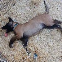 Tank "#1 male", a male Belgian Malinois for sale in Mayer, AZ – Photo 2 of 3