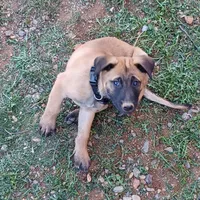 Puppy 5 Boss, a male Belgian Malinois for sale in Mayer, AZ – Photo 1 of 5