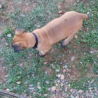 Rex, a male Belgian Malinois for sale in Mayer, AZ – Photo 2 of 3