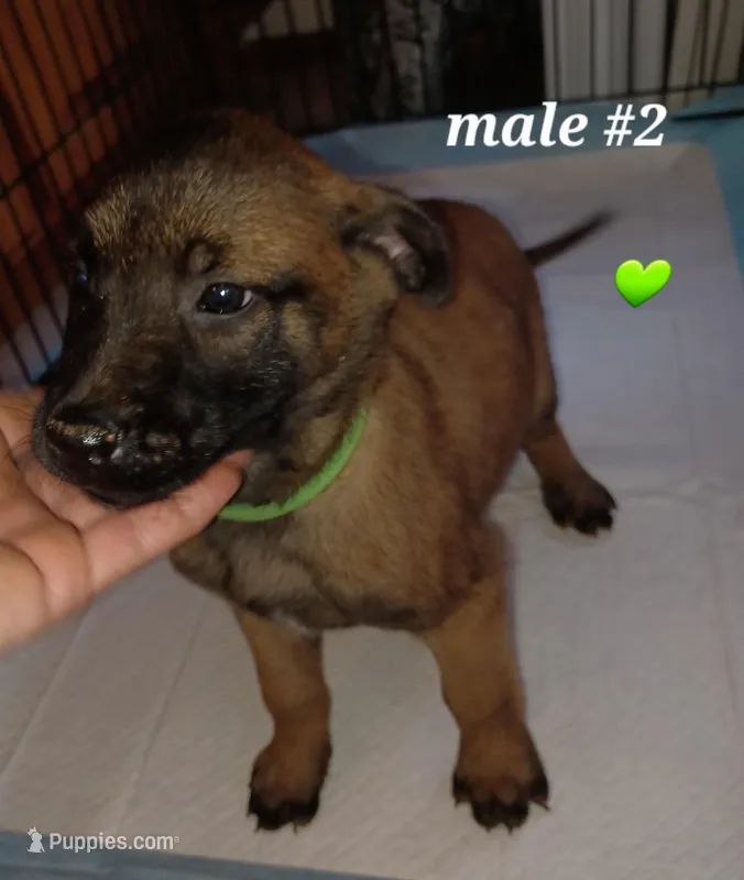 Puppy 5 Boss – Belgian Malinois puppy for sale in Mayer, AZ