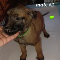 Puppy 5 Boss, a male Belgian Malinois for sale in Mayer, AZ – Photo 5 of 5