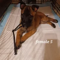 Female 5 Freya, a female Belgian Malinois for sale in Mayer, AZ – Photo 1 of 2