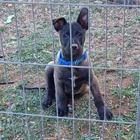 Titan , a male Belgian Malinois for sale in Mayer, AZ – Photo 1 of 3