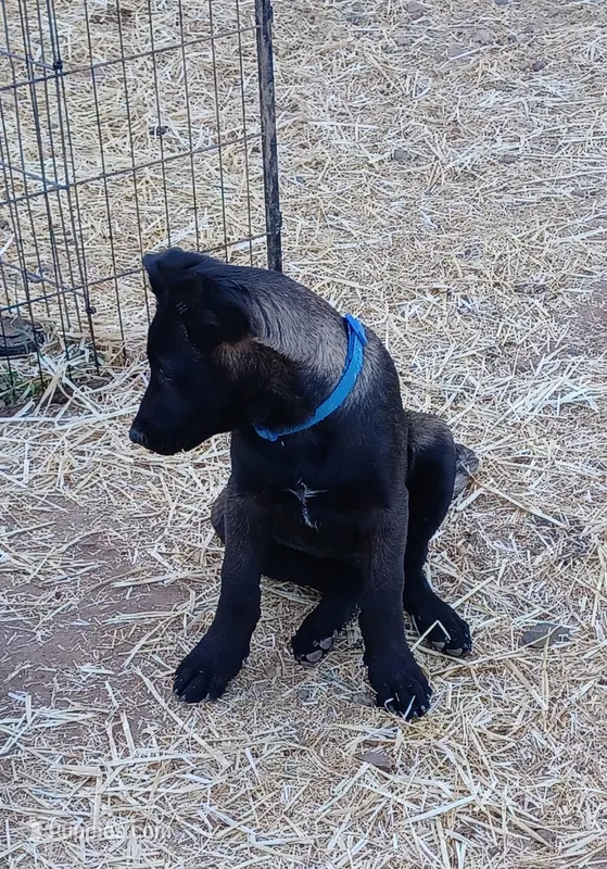 Titan  – Belgian Malinois puppy for sale in Mayer, AZ