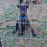 Titan , a male Belgian Malinois for sale in Mayer, AZ – Photo 3 of 3