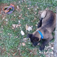 Titan , a male Belgian Malinois for sale in Mayer, AZ – Photo 2 of 3
