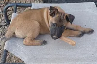 Male 3, a male Belgian Malinois for sale in Mayer, AZ – Photo 1 of 2