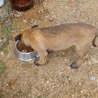 Male 3, a male Belgian Malinois for sale in Mayer, AZ – Photo 2 of 2