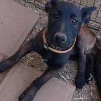 Jax, a male Belgian Malinois for sale in Mayer, AZ – Photo 5 of 9