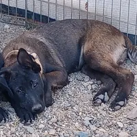 Jax, a male Belgian Malinois for sale in Mayer, AZ – Photo 4 of 9