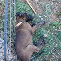 Jax, a male Belgian Malinois for sale in Mayer, AZ – Photo 2 of 4