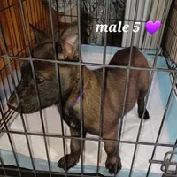 Jax, a male Belgian Malinois for sale in Mayer, AZ – Photo 2 of 9