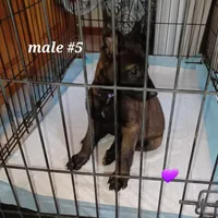 Jax, a male Belgian Malinois for sale in Mayer, AZ – Photo 1 of 9