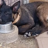 Jax, a male Belgian Malinois for sale in Mayer, AZ – Photo 7 of 9