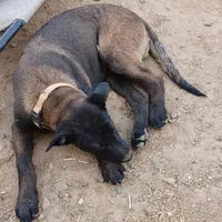 Jax, a male Belgian Malinois for sale in Mayer, AZ – Photo 8 of 9