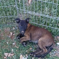 Jax, a male Belgian Malinois for sale in Mayer, AZ – Photo 3 of 9