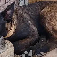 Jax, a male Belgian Malinois for sale in Mayer, AZ – Photo 6 of 9