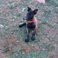 Sarge Happy Boy, a male Belgian Malinois for sale in Mayer, AZ – Photo 1 of 3