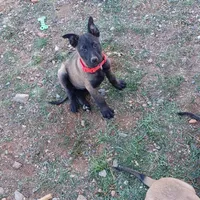 Sarge Happy Boy, a male Belgian Malinois for sale in Mayer, AZ – Photo 3 of 3