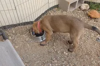 Sissy "Princess" , a female Belgian Malinois for sale in Mayer, AZ – Photo 2 of 2