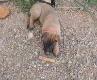Sissy "Princess" , a female Belgian Malinois for sale in Mayer, AZ – Photo 1 of 2