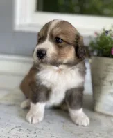 Sadie, a female Bernese Mountain Dog for sale in Clarksville, MI – 1 of 2