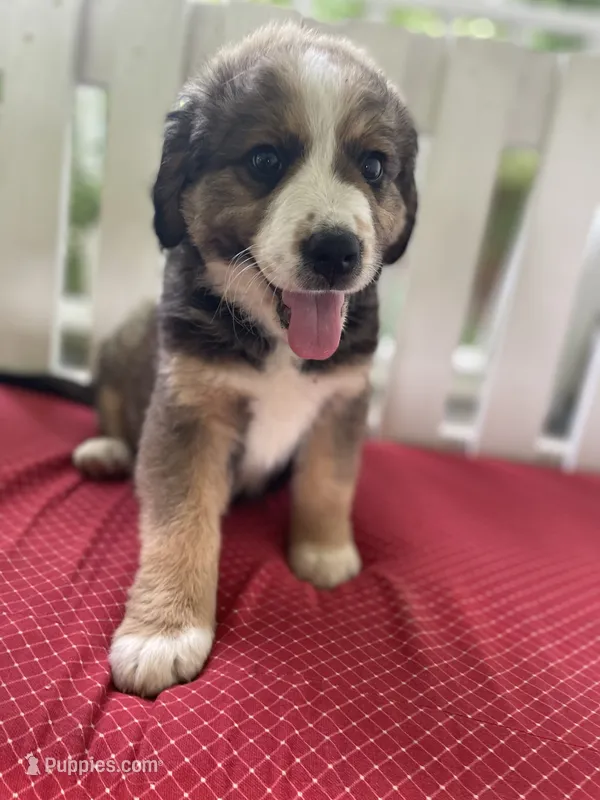 Paws – Bernese Mountain Dog, Great Pyrenees puppy for sale in Clarksville, MI