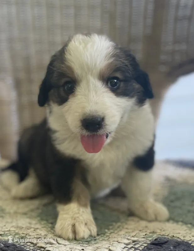 Kimmel – Bernese Mountain Dog puppy for sale in Clarksville, MI