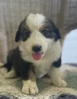 Kimmel, a female Bernese Mountain Dog for sale in Clarksville, MI – 1 of 2